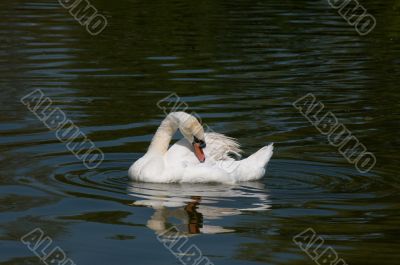 Swan