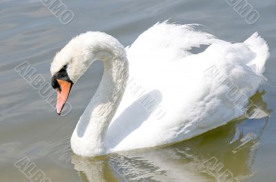 SWAN