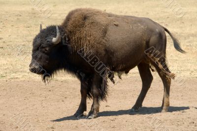 Buffalo