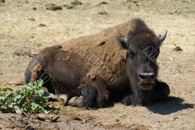 Buffalo