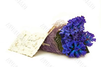 beautiful blue hyacinth