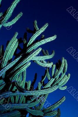 Large organ pipe cactus