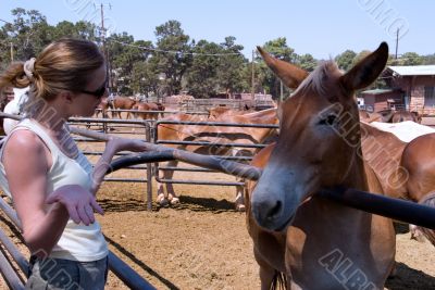 Talking to a mule Talking to a mule