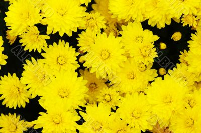 Yellow flower background.