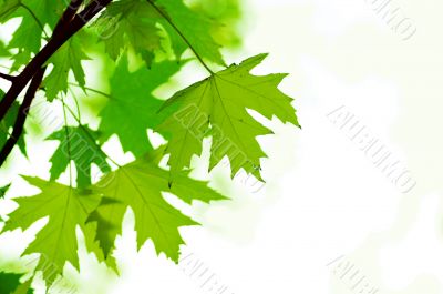 green leaves, shallow focus