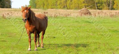 Horse Horse