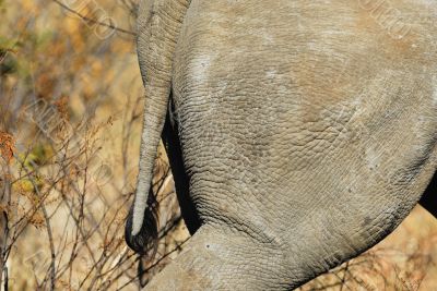 Tail of Rhino