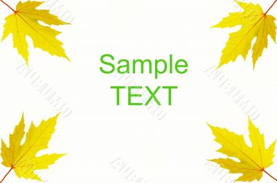 four Autumn leafs of maple