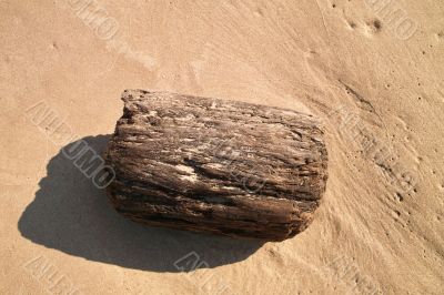 Driftwood on Wet Sand