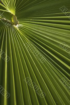 close up of a palm branch