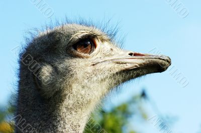 Portrait of an ostrich with a humorous expression