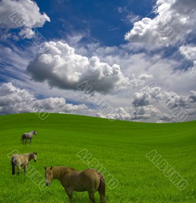 Horses Horses
