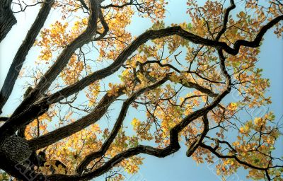 Picturesque branches of oak tree