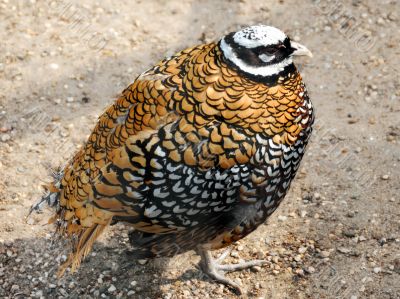 brown partridge