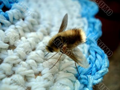 Insect on hat Insect on hat