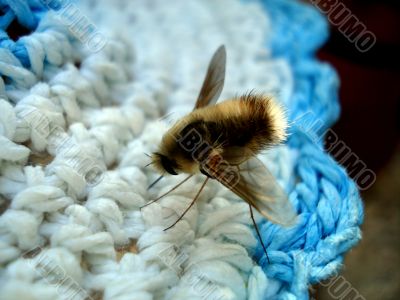 Insect on hat