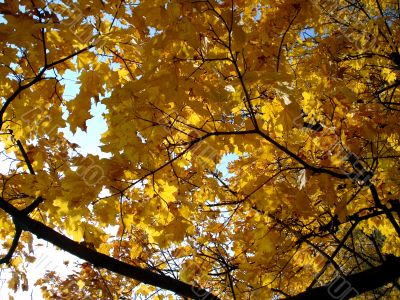Golden maple Golden maple