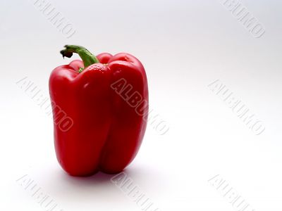 Bulgarian pepper