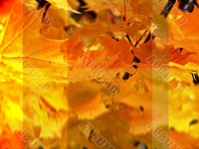 Abstract Fall Leaves