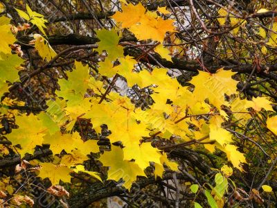 Branch of yellow leaves