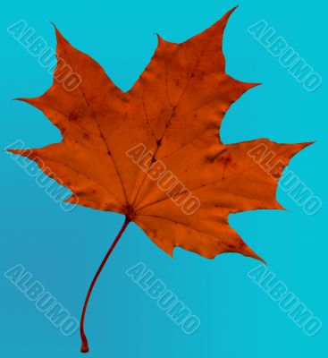 Maples leaf