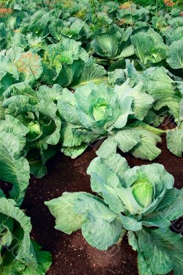 Rows of cabbage