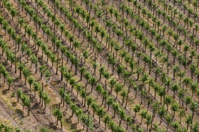 Vineyard near the oldest german city Trier.