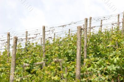 Vineyard near the oldest german city Trier.