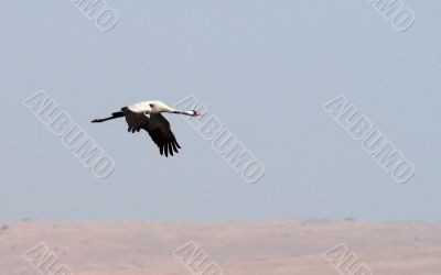 Migrating birds over nature lake at spring and autumn