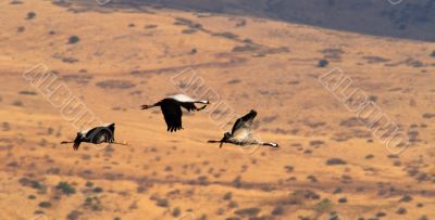 Migrating birds over nature lake at spring and autumn