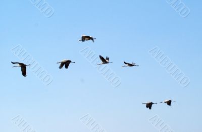 Migrating birds over nature lake at spring and autumn