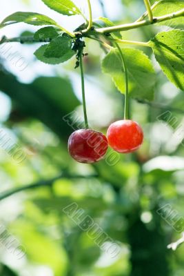 big sweet and juicily cherries on a Tree