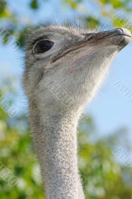 Portrait of an ostrich with a humorous expression