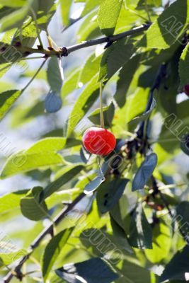 big sweet and juicily cherries on a Tree