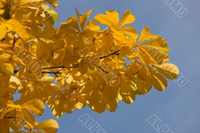 gold leaves