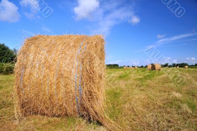 Grass in landscape