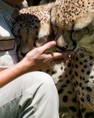 Cheetah licking person`s hand