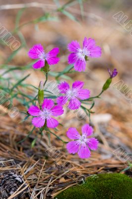 Wild wood carnation
