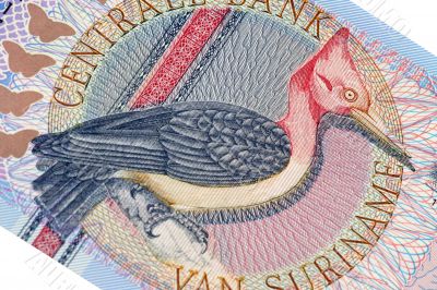 Exotic bird on banknote from Suriname