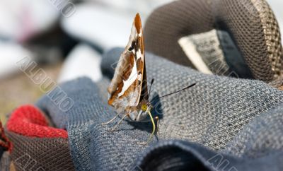 The curious butterfly