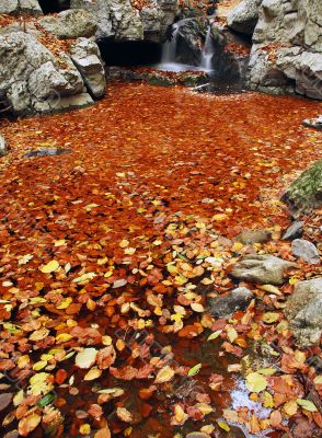 Sea of fallen leaves