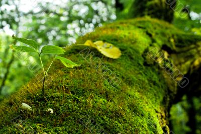 Moss on a tree