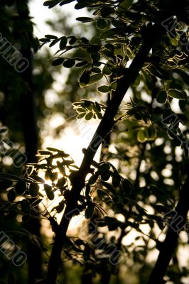 Branch in sun beams