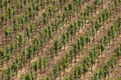 Vineyard near the oldest german city Trier.