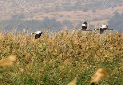 Migrating birds over nature lake at spring and autumn