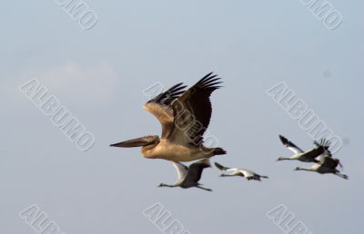 Migrating birds over nature lake at spring and autumn