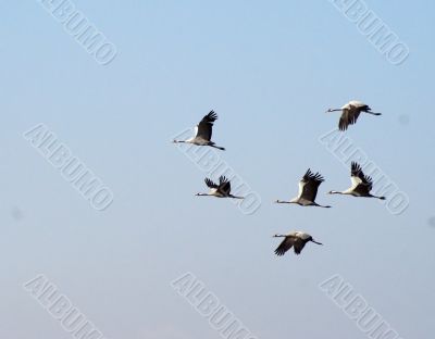 Migrating birds over nature lake at spring and autumn