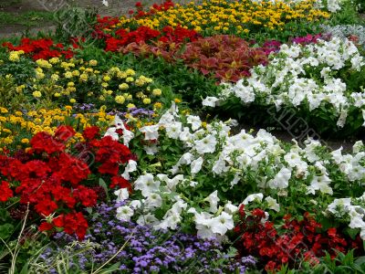 A field of flowers