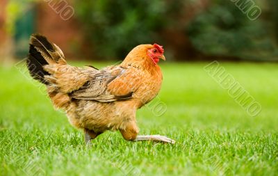 Hen on the move