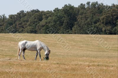 Horse Horse